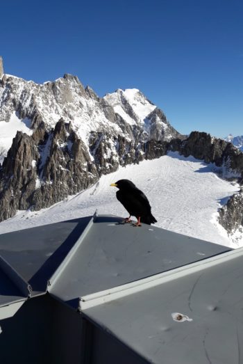 Monte Bianco corvo primo piano