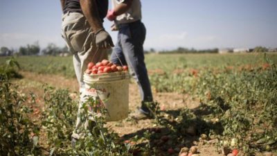 Agricoltura: accordo regionale tra Felsa Cisl, Nidil Cgil, Uiltemp e Synergie Italia per l’utilizzo di 600 lavoratori in somministrazione